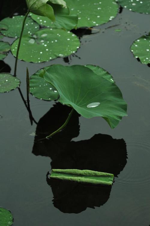 荷花盛开的季节就是好看,露珠落在了荷叶上