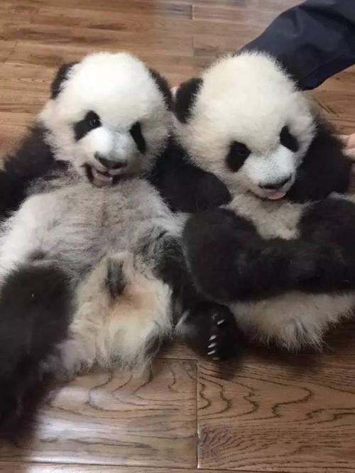 大熊猫来啦!鄂尔多斯全城迎接七巧,七喜!(附熊