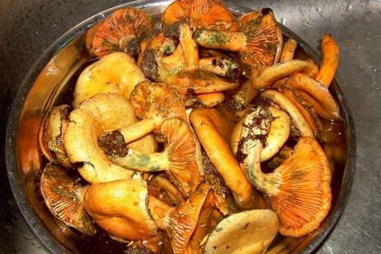 云南美味野生菌大全