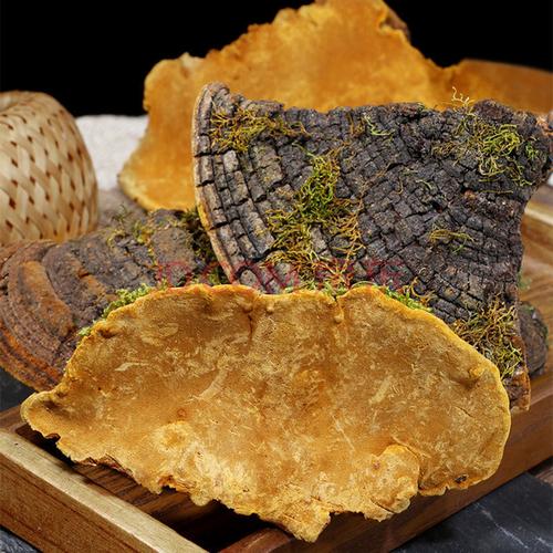 Φ正宗西藏桑树桑黄桑黄菌桑黄灵芝整枝桑黄茶西藏桑树桑黄500克