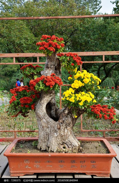 高清盆景菊花园艺素材