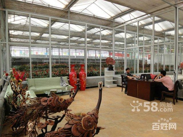 (出租)晋源区花鸟鱼市成熟商圈鑫龙腾花卉市场
