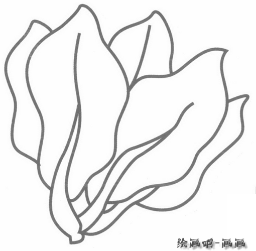 菠菜简笔画分解步骤图解教程