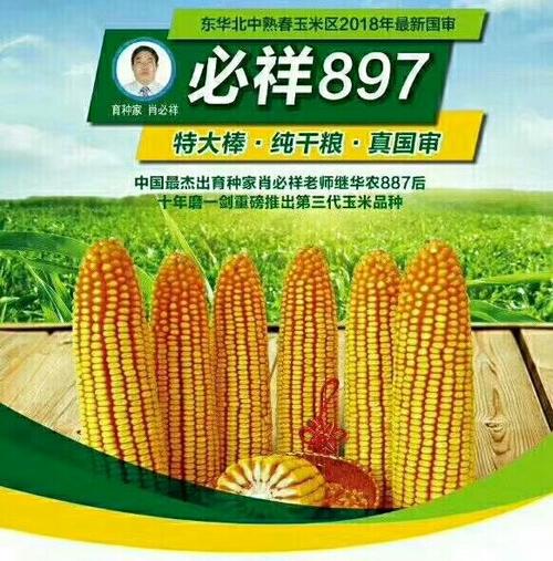 2018年最新国审玉米品种必祥897
