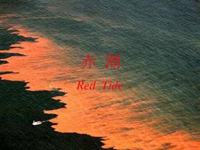 赤潮redtide
