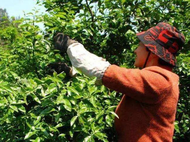 柑橘树修剪在几月份好?橘子树怎么修剪(图解)