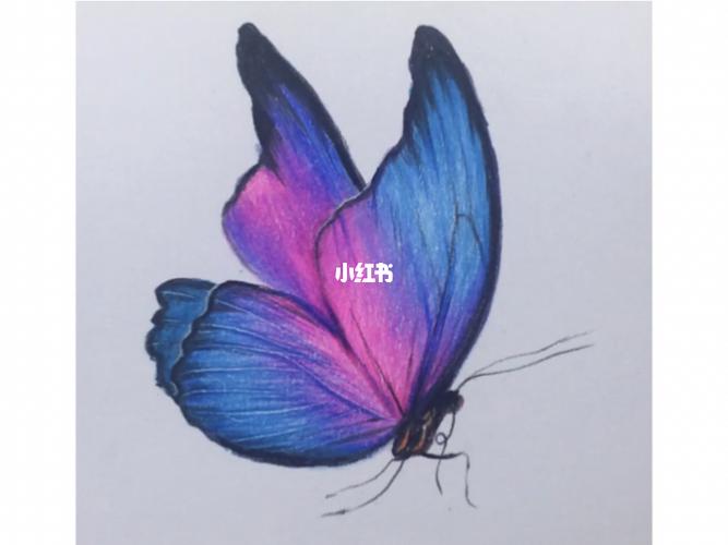 教你画一只超级好看的彩铅蝴蝶_彩铅_彩铅画_文化_绘画