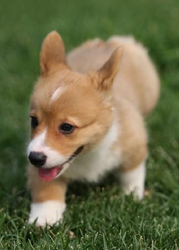 柯基犬过秋冬主人备足课