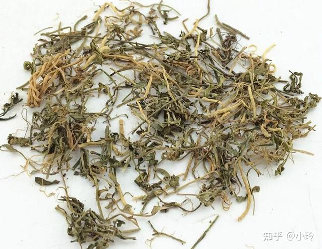 每日中药半边莲