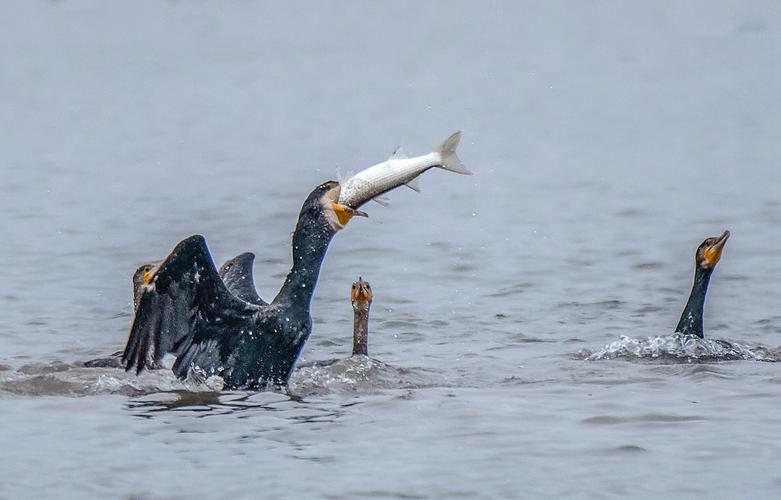 【海湾飞鸟 鸬鹚捕鱼】