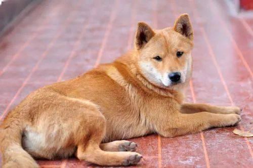 这6种颜色的中华田园犬颜值高哪一款是你的最爱
