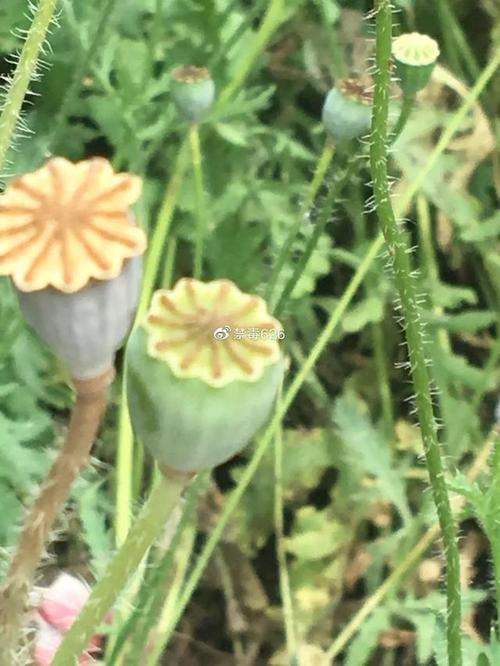 罂粟虞美人分不清,差别很大,种错可就麻烦了!