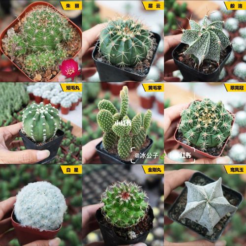 仙人掌品种大全(1)_仙人掌_龙王怎么样_金冠怎么样