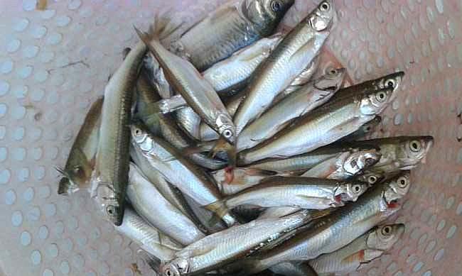 白条鱼的专业钓法,学会这些钓鱼知识,一天能钓几十条!