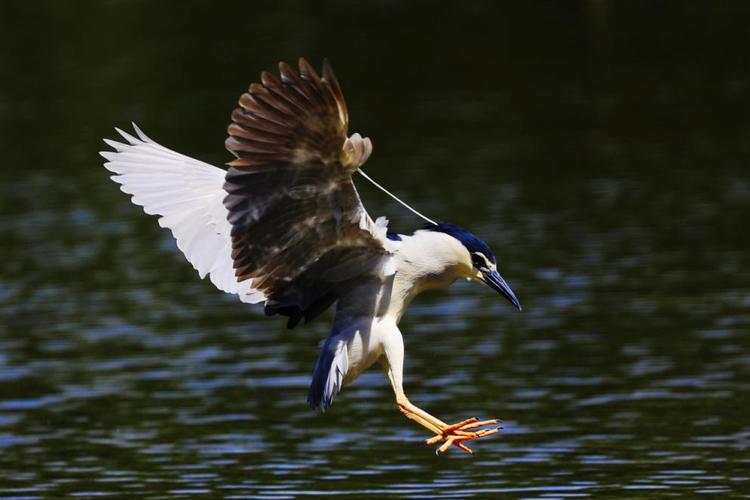 百鸟安家新国门铺就美丽生态画卷