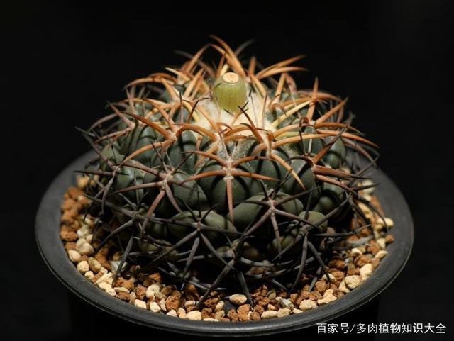 资深仙人球玩家,和你一起去玩球
