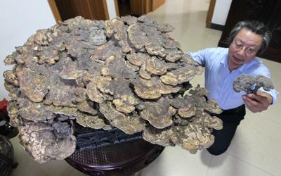 山东书画家龙连航收藏巨大"灵芝王"