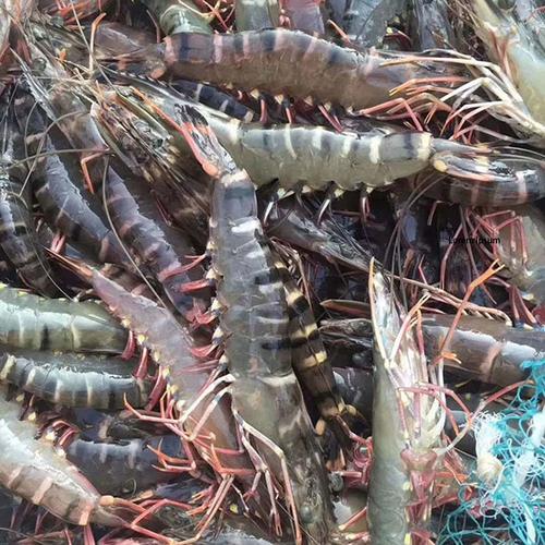 黑虎虾鲜活海鲜特大老虎虾大虾海虾海鲜水产冷冻草虾基围虾斑节虾
