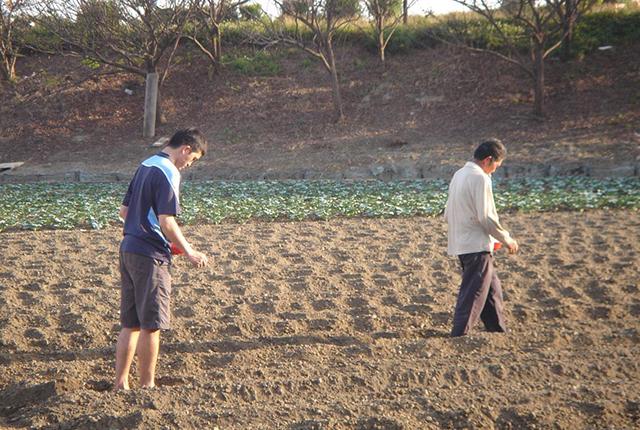 农民种玉米,有人稀种产量低,有人密种不结棒,合理密植是啥样?