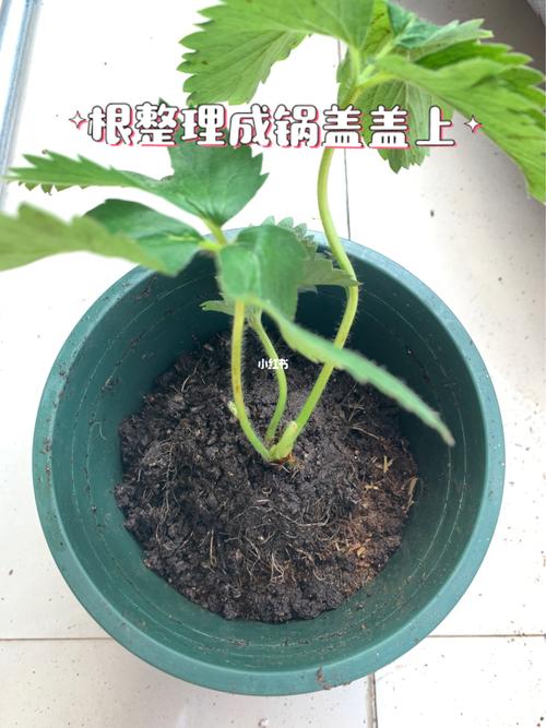 草莓苗91种植,手把手教学图文_草莓_美食_美食其他