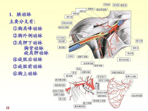 胸肩峰动脉 ②胸①侧动外 ③脉肩胛动脉下胸背动脉  旋肩胛脉动 ④肱
