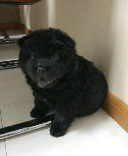 纯种黑松狮,三个月