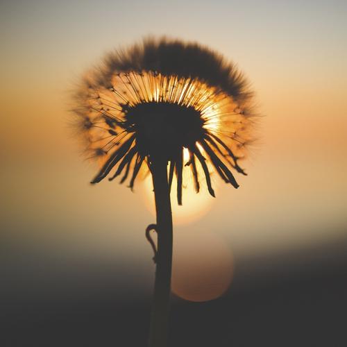 最简单实用的中心构图法你会玩吗