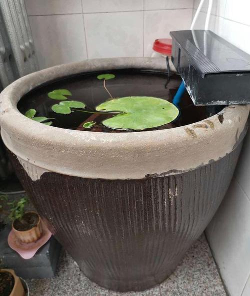 喜欢养花的人"太疯狂",用家里的大水缸养花,真的太美了