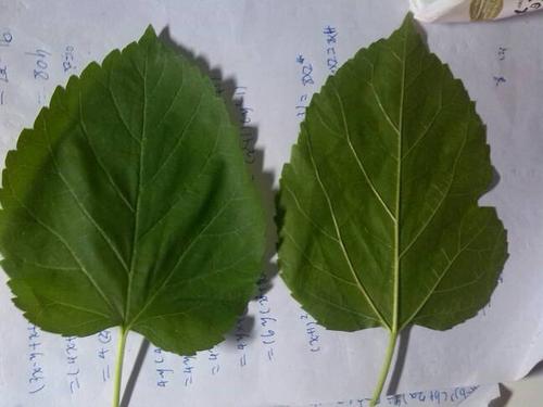 请问这个是桑叶吗?跟我上回摘的不太一样,摸起来还有一点毛