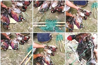 男子网售工具猎捕野鸡被举报 警方:属违法行为