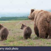 【熊的小尾巴】熊猫也有. 图片地址见评论.