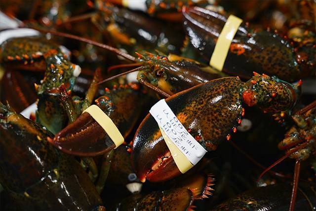 我专程去加拿大,吃了三天三夜的龙虾!