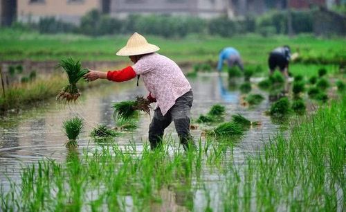 身穿制服下田插秧,让我们情何以堪