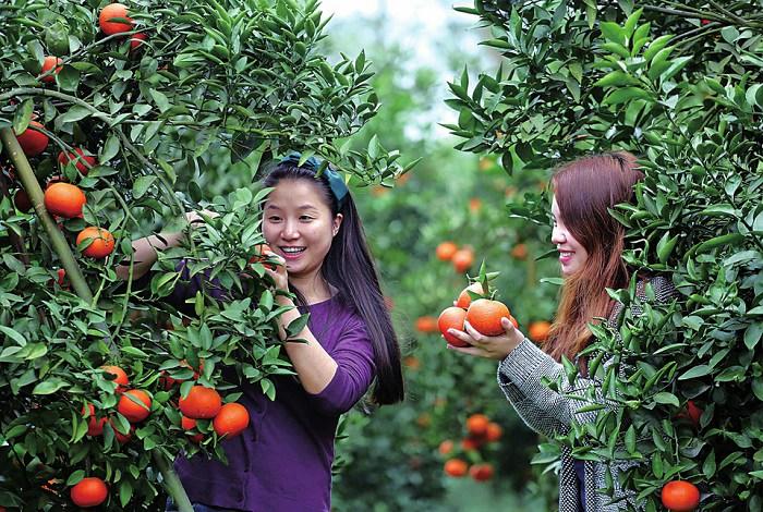 诏安红星梅园 悬迹古城海景栈道 柑橘采摘