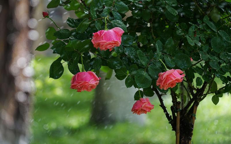 唯美月季花卉摄影高清桌面壁纸