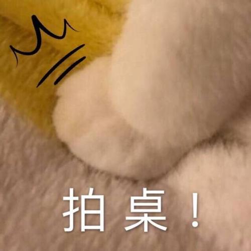 小肉球 拍桌 卖萌 表情包