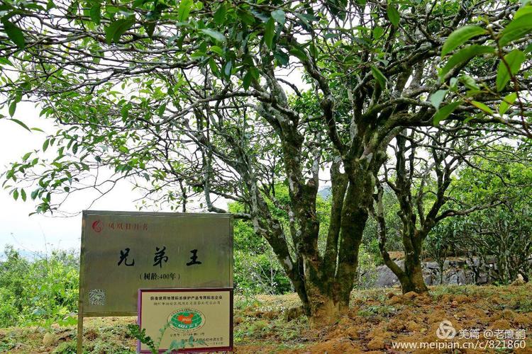 凤凰山上的古老茶树