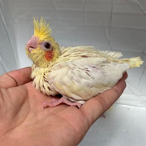 鹦鹉幼鸟雏鸟牡丹鹦鹉幼鸟爱情鸟活体鹦鹉活体鸟 一只黄化玄凤雏鸟