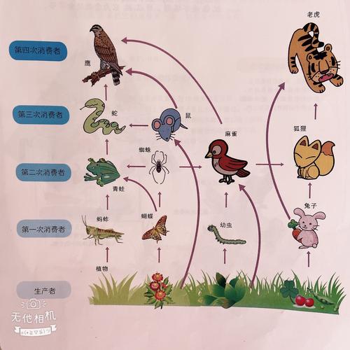 其它 生物界的食物链 写美篇越是凶猛的动物数量就越少 如果弱小的