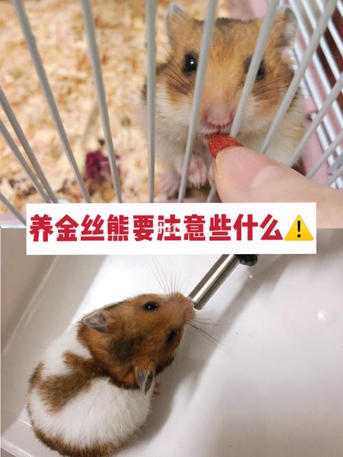 7215养仓鼠需要注意什么6315新手怎么养金丝熊?