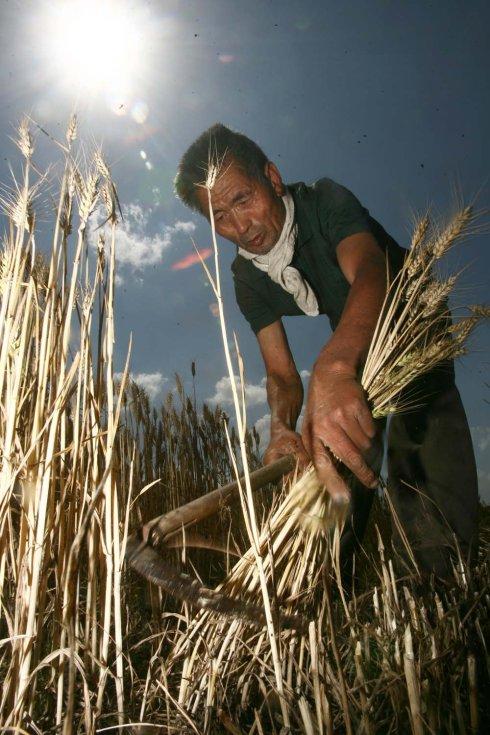 农民伯伯好辛苦—麦子收割记——1