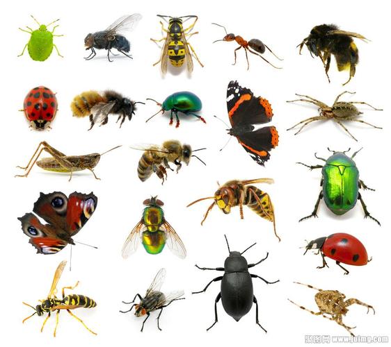 各种昆虫图片