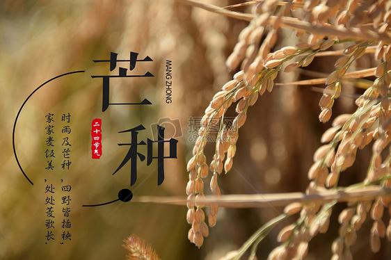 二十四节气 芒种