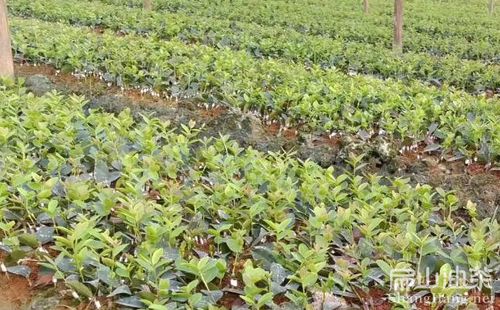 各省油茶树苗培育种植示范基地江西湖南广西四川扁山油茶