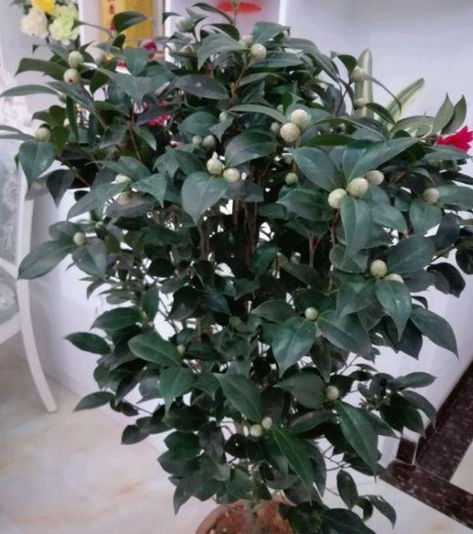 这8种花,躺着都能养好,勤快人越养越死!