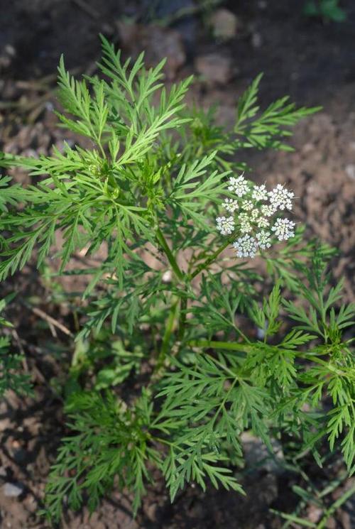 蛇床子栽培技术 2019-12-03   蛇床子的基原植物为伞形科植物蛇床