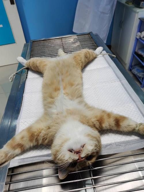 疾病防治 | 公猫绝育后尿不出来怎么办?