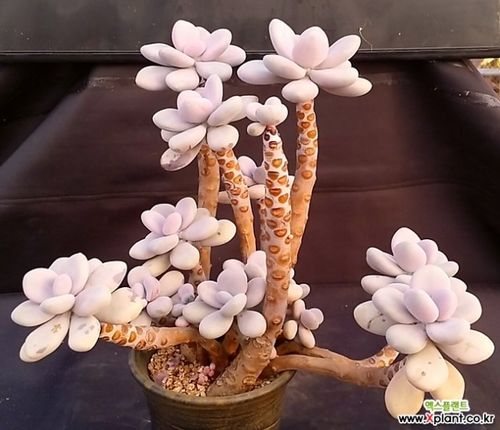 多肉植物桃美人老桩