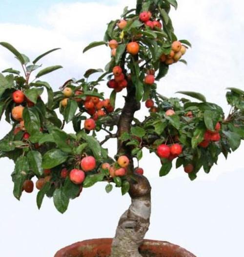 养冬红果盆景,这2种土不要用,否则长势瘦弱,影响结果