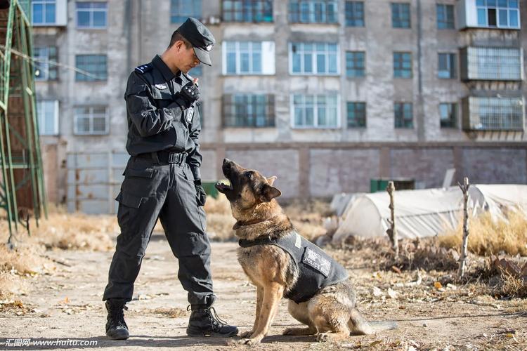 德国牧羊犬警犬图片(2)